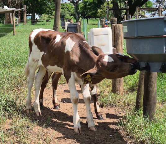 Gisele Rosso - Bebedouros com bico proporcionam oportunidades para que bezerros satisfaçam seu instinto de sucção