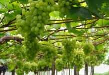 Patrícia Ritschel - A nova cultivar de uva branca sem sementes alia alta produtividade à facilidade de manejo