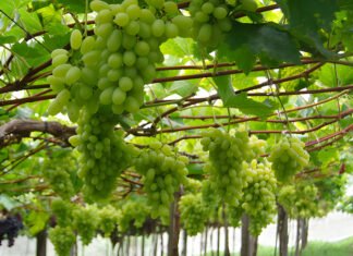 Patrícia Ritschel - A nova cultivar de uva branca sem sementes alia alta produtividade à facilidade de manejo