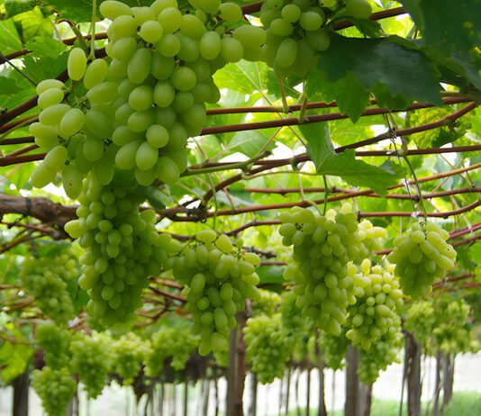 Patrícia Ritschel - A nova cultivar de uva branca sem sementes alia alta produtividade à facilidade de manejo