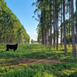 Estudo quantifica déficit de carbono associado a mudanças de uso da terra no Brasil Gabriel Faria - Pesquisa avaliou mais de 370 estudos, indica áreas com potencial de recarbonização do solo e subsidia políticas e ações voltadas à adoção de práticas agrícolas sustentáveis, a exemplo da integração lavoura-pecuária-floresta (foto acima)