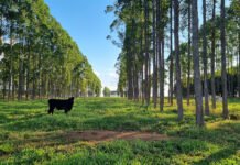 Estudo quantifica déficit de carbono associado a mudanças de uso da terra no Brasil Gabriel Faria - Pesquisa avaliou mais de 370 estudos, indica áreas com potencial de recarbonização do solo e subsidia políticas e ações voltadas à adoção de práticas agrícolas sustentáveis, a exemplo da integração lavoura-pecuária-floresta (foto acima)