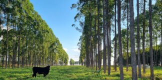 Estudo quantifica déficit de carbono associado a mudanças de uso da terra no Brasil Gabriel Faria - Pesquisa avaliou mais de 370 estudos, indica áreas com potencial de recarbonização do solo e subsidia políticas e ações voltadas à adoção de práticas agrícolas sustentáveis, a exemplo da integração lavoura-pecuária-floresta (foto acima)