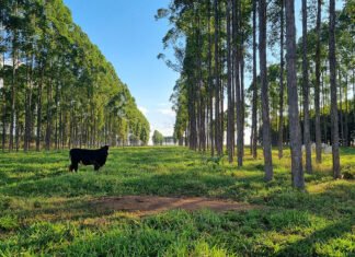 Gabriel Faria - Pesquisa avaliou mais de 370 estudos, indica áreas com potencial de recarbonização do solo e subsidia políticas e ações voltadas à adoção de práticas agrícolas sustentáveis, a exemplo da integração lavoura-pecuária-floresta (foto acima)