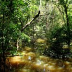 Fungo amazônico pode controlar doenças agrícolas e gerar novos antibióticos Felipe Rosa - A rica biodiversidade da Amazônia é fonte de recursos estratégicos para novos insumos agrícolas e farmacêuticos, e produtos biotecnológicos de última geração