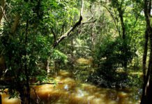 Felipe Rosa - A rica biodiversidade da Amazônia é fonte de recursos estratégicos para novos insumos agrícolas e farmacêuticos, e produtos biotecnológicos de última geração