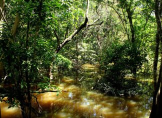 Felipe Rosa - A rica biodiversidade da Amazônia é fonte de recursos estratégicos para novos insumos agrícolas e farmacêuticos, e produtos biotecnológicos de última geração