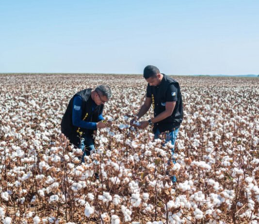 Governo do Tocantins estabelece novas regras fitossanitárias para o cultivo de algodão no estado