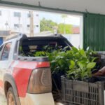 Naturatins realiza doação de 500 mudas para preservação e reflorestamento do Cerrado