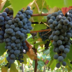 Novo combo de uvas tintureiras reforça produção de sucos e vinhos brasileiros Patrícia Ritschel - A BRS Antonella apresenta alto potencial produtivo, com produtividade semelhante ou superior às cultivares tradicionais mais plantadas