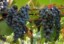 Patrícia Ritschel - A BRS Antonella apresenta alto potencial produtivo, com produtividade semelhante ou superior às cultivares tradicionais mais plantadas