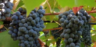 Patrícia Ritschel - A BRS Antonella apresenta alto potencial produtivo, com produtividade semelhante ou superior às cultivares tradicionais mais plantadas