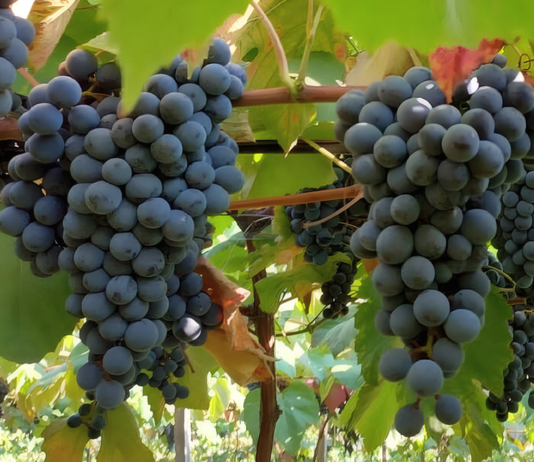 Patrícia Ritschel - A BRS Antonella apresenta alto potencial produtivo, com produtividade semelhante ou superior às cultivares tradicionais mais plantadas