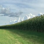 Latina Seeds - A nova cultivar se destaca por sua precocidade, elevado rendimento, capacidade de rebrota, boa sanidade e estabilidade na produção de forragem em plantios na primeira e na segunda safra