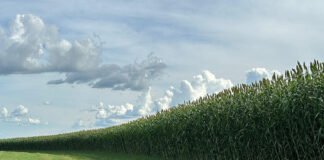 Latina Seeds - A nova cultivar se destaca por sua precocidade, elevado rendimento, capacidade de rebrota, boa sanidade e estabilidade na produção de forragem em plantios na primeira e na segunda safra