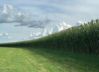 Novo sorgo forrageiro gigante chega ao mercado com alta produtividade e qualidade Latina Seeds - A nova cultivar se destaca por sua precocidade, elevado rendimento, capacidade de rebrota, boa sanidade e estabilidade na produção de forragem em plantios na primeira e na segunda safra