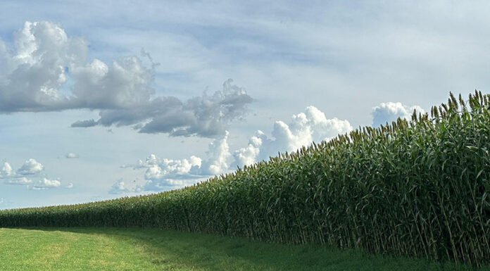 Latina Seeds - A nova cultivar se destaca por sua precocidade, elevado rendimento, capacidade de rebrota, boa sanidade e estabilidade na produção de forragem em plantios na primeira e na segunda safra