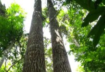 Projeto cria indicadores de eficiência para a cadeia da castanha-da-amazônia