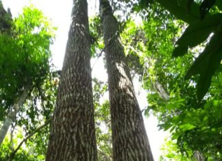 Projeto cria indicadores de eficiência para a cadeia da castanha-da-amazônia