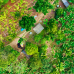 Satélites mapeiam banana e pupunha e reforçam políticas públicas para agricultura familiar Divulgação - Imagem aérea mostra uma pequena propriedade rural em Jacupiranga com diversos cultivos (Obtenção da Imagem: Thiago Santos)