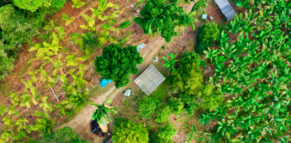 Divulgação - Imagem aérea mostra uma pequena propriedade rural em Jacupiranga com diversos cultivos (Obtenção da Imagem: Thiago Santos)