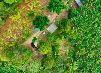 Divulgação - Imagem aérea mostra uma pequena propriedade rural em Jacupiranga com diversos cultivos (Obtenção da Imagem: Thiago Santos)