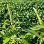 Adapec alerta produtores e reforça medidas preventivas contra praga que ameaça lavouras