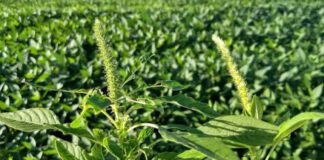 Adapec alerta produtores e reforça medidas preventivas contra praga que ameaça lavouras