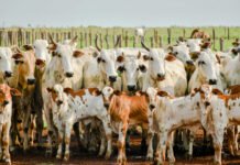 Adapec realiza primeiro curso técnico sobre rastreabilidade bovina no Tocantins