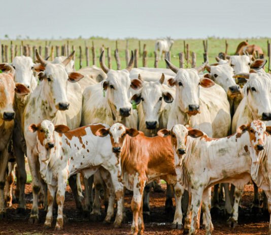 Adapec realiza primeiro curso técnico sobre rastreabilidade bovina no Tocantins