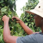 Ronaldo Rosa - A descoberta pode contribuir para que pequenos produtores implantem ou ampliem seus pimentais a partir de mudas sadias