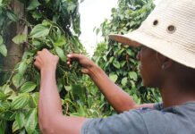 Ronaldo Rosa - A descoberta pode contribuir para que pequenos produtores implantem ou ampliem seus pimentais a partir de mudas sadias