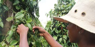 Ronaldo Rosa - A descoberta pode contribuir para que pequenos produtores implantem ou ampliem seus pimentais a partir de mudas sadias