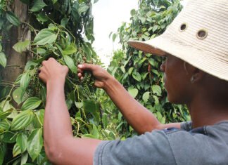 Bactérias beneficiam o cultivo de pimenta-do-reino e podem reduzir o uso de produtos químicos Ronaldo Rosa - A descoberta pode contribuir para que pequenos produtores implantem ou ampliem seus pimentais a partir de mudas sadias