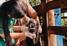 Com vigilância ativa contra febre aftosa em bovinos, Governo do Tocantins assegura sanidade e mercados para a carne tocantinense