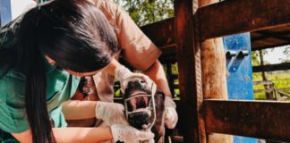 Com vigilância ativa contra febre aftosa em bovinos, Governo do Tocantins assegura sanidade e mercados para a carne tocantinense