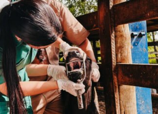 Com vigilância ativa contra febre aftosa em bovinos, Governo do Tocantins assegura sanidade e mercados para a carne tocantinense