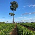 Carlos Ronquim - Dados territoriais apontam que a produção de café não avançou sobre as áreas de florestas e que ainda pode se expandir para regiões de pastagem.