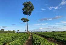 Carlos Ronquim - Dados territoriais apontam que a produção de café não avançou sobre as áreas de florestas e que ainda pode se expandir para regiões de pastagem.