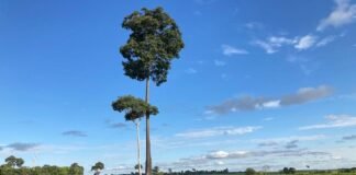 Carlos Ronquim - Dados territoriais apontam que a produção de café não avançou sobre as áreas de florestas e que ainda pode se expandir para regiões de pastagem.