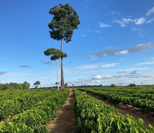 Carlos Ronquim - Dados territoriais apontam que a produção de café não avançou sobre as áreas de florestas e que ainda pode se expandir para regiões de pastagem.