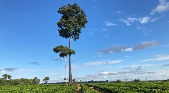 Carlos Ronquim - Dados territoriais apontam que a produção de café não avançou sobre as áreas de florestas e que ainda pode se expandir para regiões de pastagem.