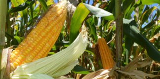 Embrapa amplia portfólio de baixo carbono e lança programas para milho e sorgo Sandra Brito - Os programas Milho e Sorgo Baixo Carbono são marcas-conceito inovadoras porque focam no produto e não na propriedade