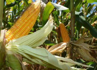 Sandra Brito - Os programas Milho e Sorgo Baixo Carbono são marcas-conceito inovadoras porque focam no produto e não na propriedade