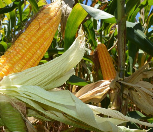 Sandra Brito - Os programas Milho e Sorgo Baixo Carbono são marcas-conceito inovadoras porque focam no produto e não na propriedade