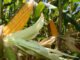 Sandra Brito - Os programas Milho e Sorgo Baixo Carbono são marcas-conceito inovadoras porque focam no produto e não na propriedade