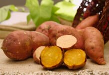 Paulo Lanzeta - Além das suas qualidades agronômicas e nutricionais, a nova cultivar atrai consumidores com sua casca rosada e polpa amarela em tom intenso