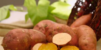 Paulo Lanzeta - Além das suas qualidades agronômicas e nutricionais, a nova cultivar atrai consumidores com sua casca rosada e polpa amarela em tom intenso