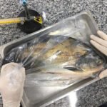 Estudo identifica Salmonella em criações de peixes nativos no Centro-Oeste Yuri Porto - Pesquisadores querem aprofundar conhecimentos sobre os riscos microbiológicos associados à produção de peixes cultivados e orientar medidas de prevenção