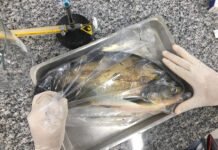 Yuri Porto - Pesquisadores querem aprofundar conhecimentos sobre os riscos microbiológicos associados à produção de peixes cultivados e orientar medidas de prevenção